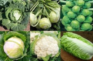 What are the varieties of cabbage with names and descriptions