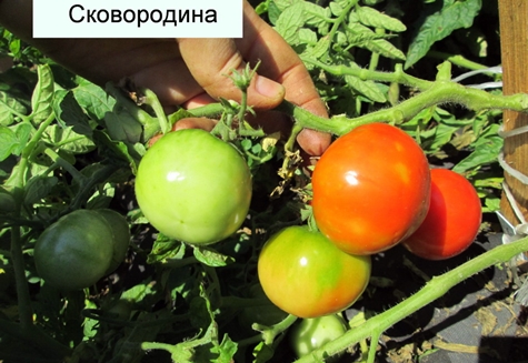 arbustes tomate Skovorodin