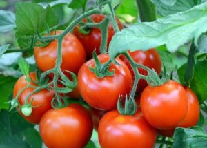 Characteristics and description of the tomato variety Dobry f1, its yield