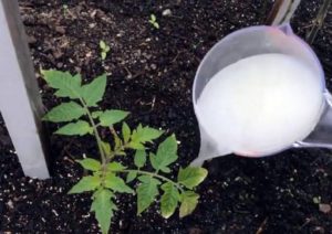 Wat en wanneer is het beter om tomatenzaailingen te voeren zodat ze mollig zijn