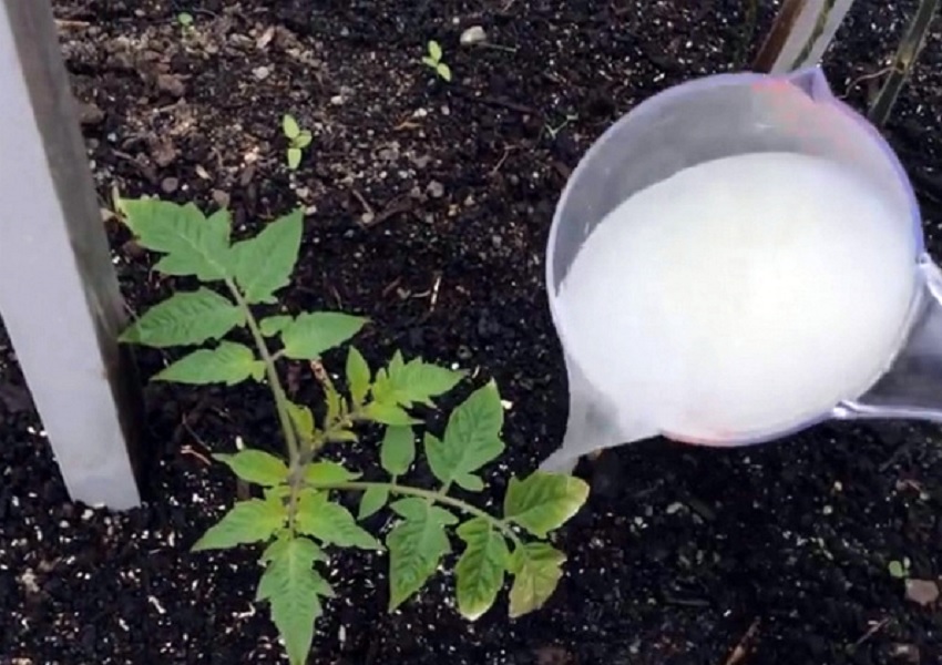 tomato seedlings are fed