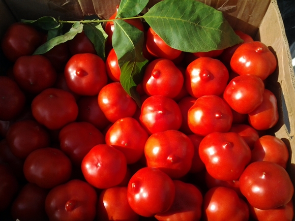 tomate prima donna en una caja