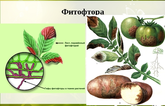 description of late blight disease