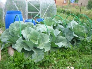 How to process or spray cabbage from pests with folk remedies