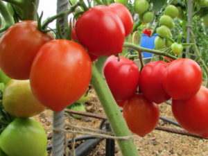 Characteristics and description of the Stolypin tomato variety, its yield