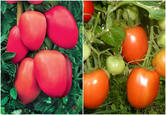 penampilan stolypin tomato