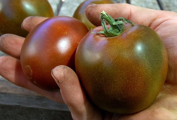 apariencia de una mujer negra tomate