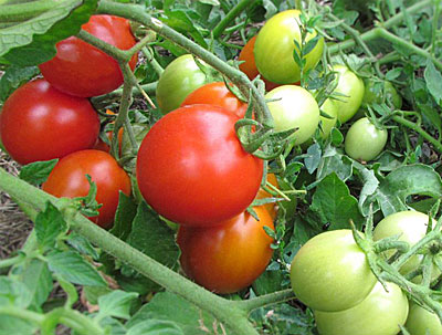 tomate irishka en el jardín