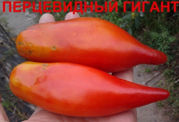 variedad de tomate gigante en forma de pimiento