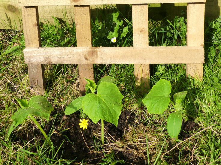 pepino en el jardin