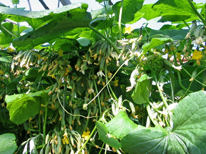 hybrid varieties of cucumbers