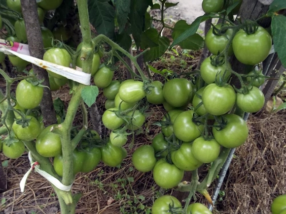 tomato torbey F1 in the garden