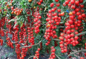 Caractéristiques et description de la variété de tomates cerises douces, rendement et culture