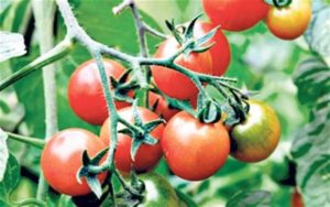 Caractéristiques et description de la variété de tomate King of the Early, son rendement