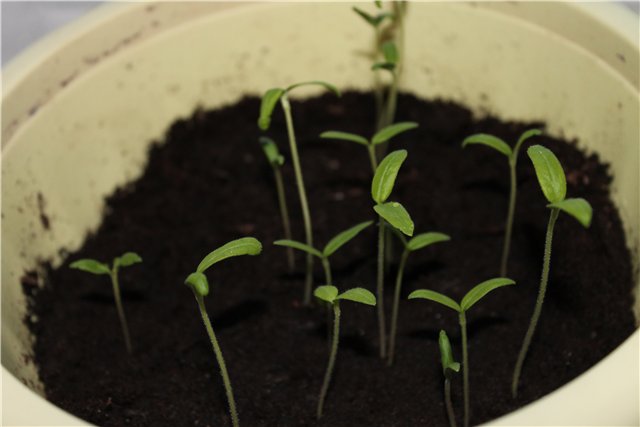 largas plántulas de tomate en una olla