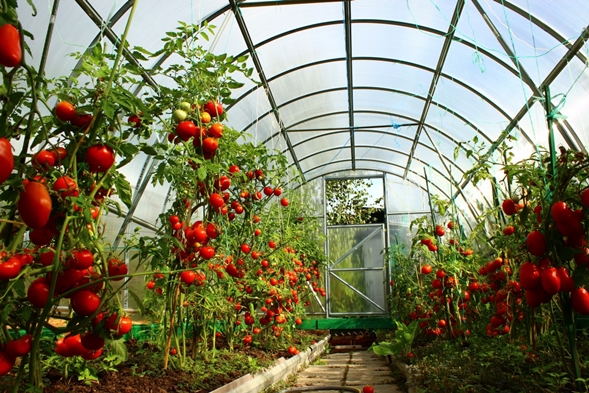 tomatoes in the greenhouse