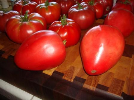 tomatoes on the table