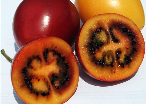 tomate tsifomandra à l'intérieur