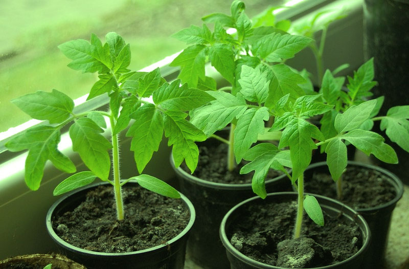 tomato seedlings on the balcony