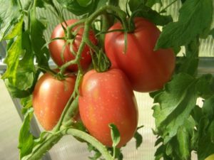 Caractéristiques et description de la variété de tomate Rio grande, son rendement