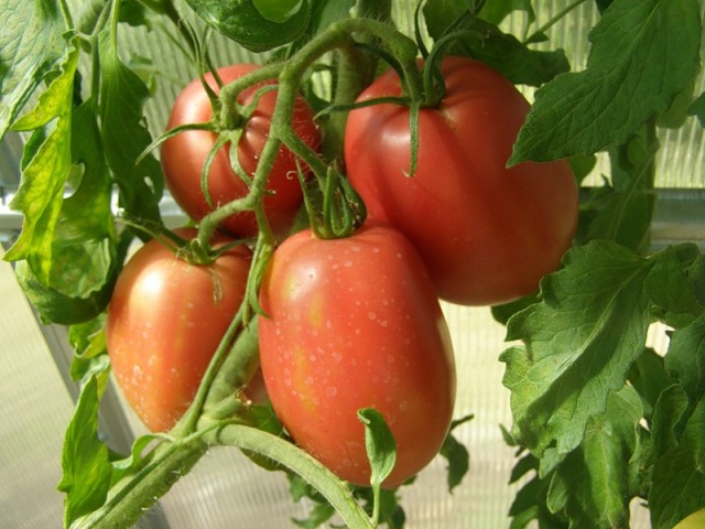 arbustos de tomate río grande