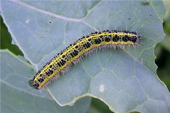 cabbage white