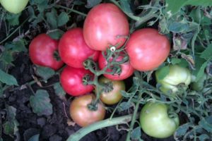 Caractéristiques et description de la variété de tomate Apparemment de manière invisible, son rendement