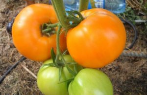 Characteristics and description of the honey spas tomato variety, its yield