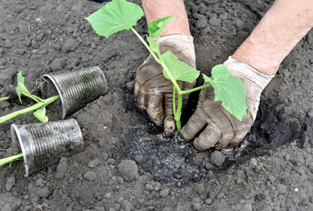 planting seedlings of cucumbers in the garden