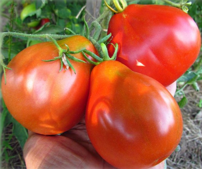 tomate japonés en la mano