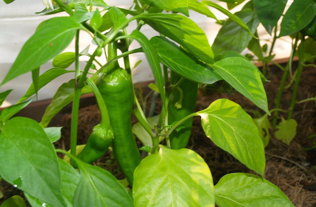 cockatoo pepper bushes