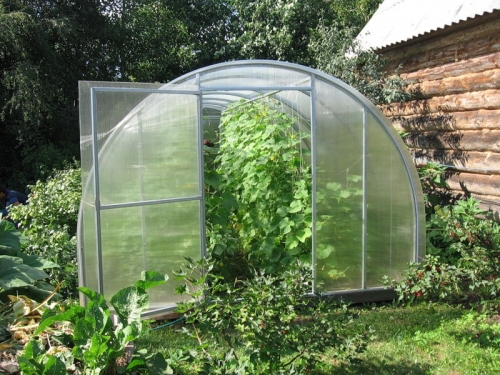 cucumbers in the greenhouse