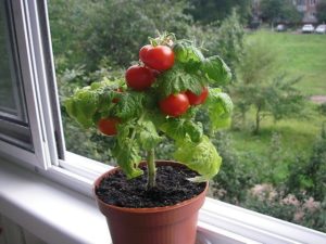 Características y descripción de la variedad de tomate Bonsai (Banzai), cultivo y rendimiento