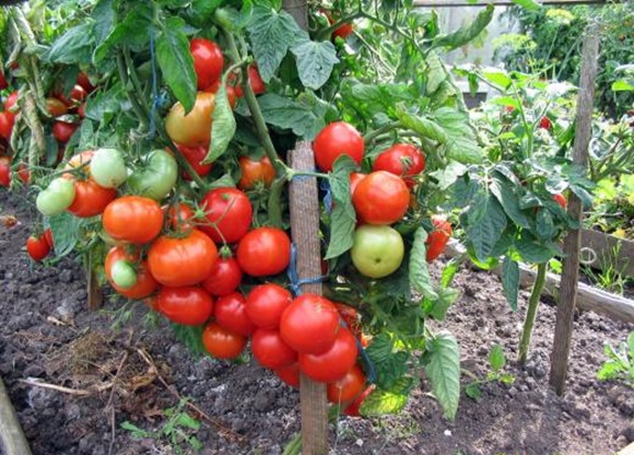 tomate alpha en plein champ