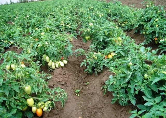 growing tomatoes