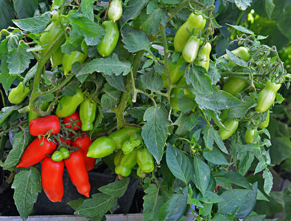 arbustos de tomate gnomo divertido