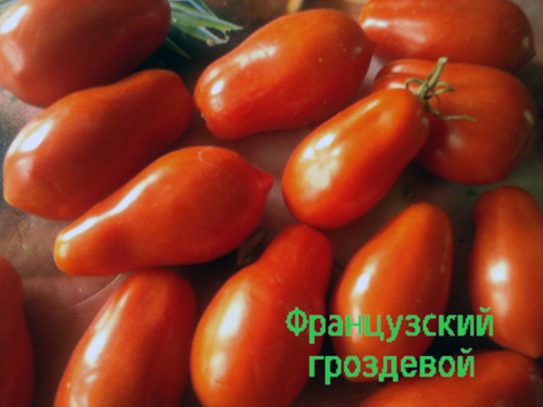 appearance of tomato french bunch