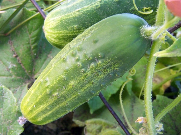 cucumber phoenix plus in the garden