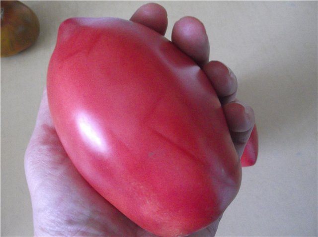 tomato in hand