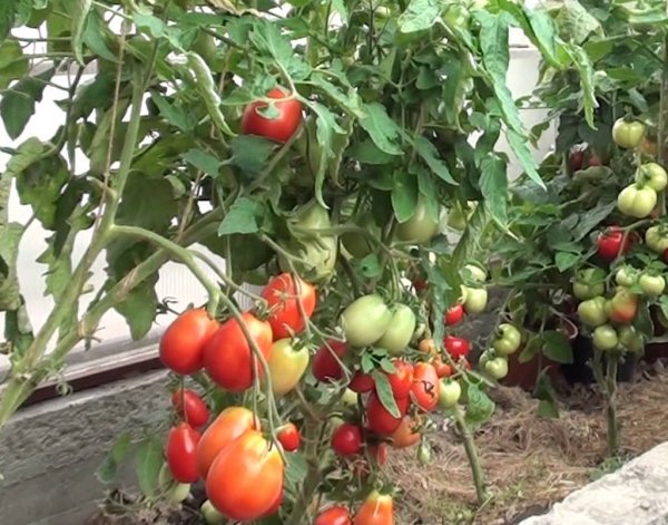 Tomate stolypin en campo abierto