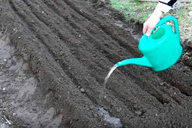 watering cucumbers