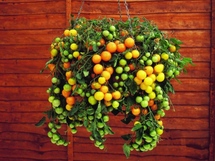 tomato varieties