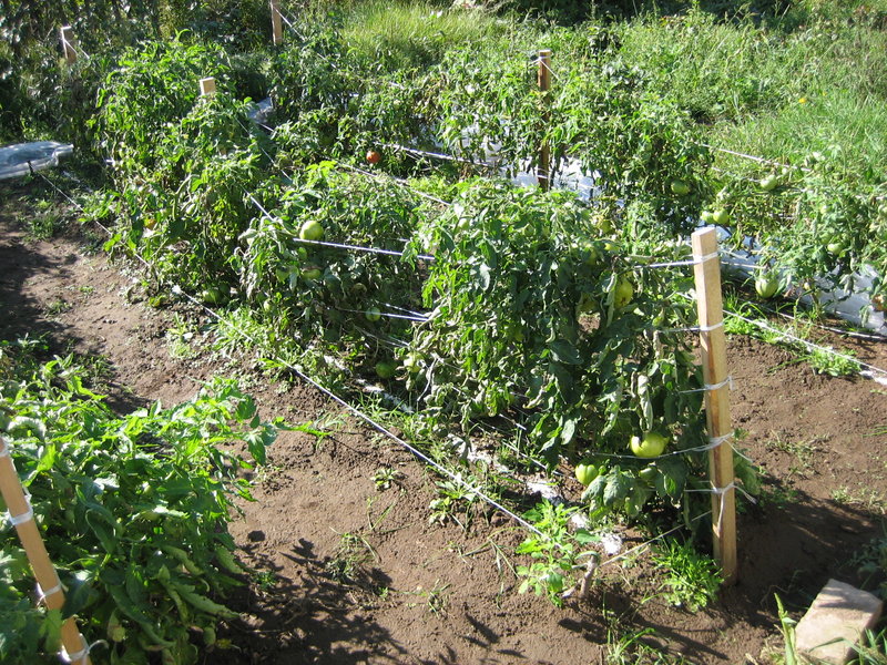 tomato bushes