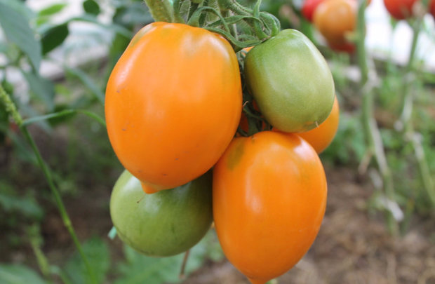 harvest on a branch