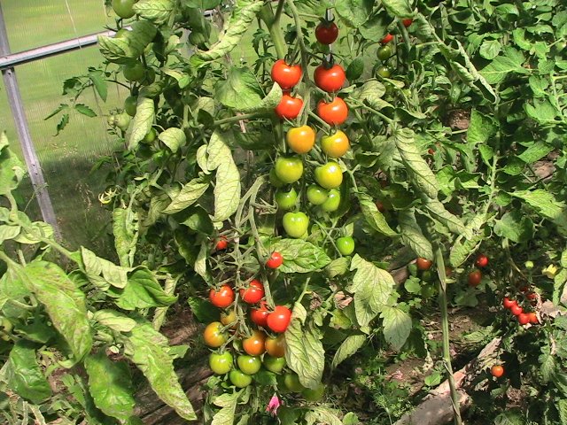 tomate agracejo en el jardín