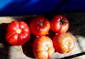 Características y descripción de la variedad de tomate Brandy rosa, su rendimiento.