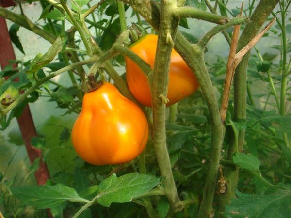 yellow truffle in the garden