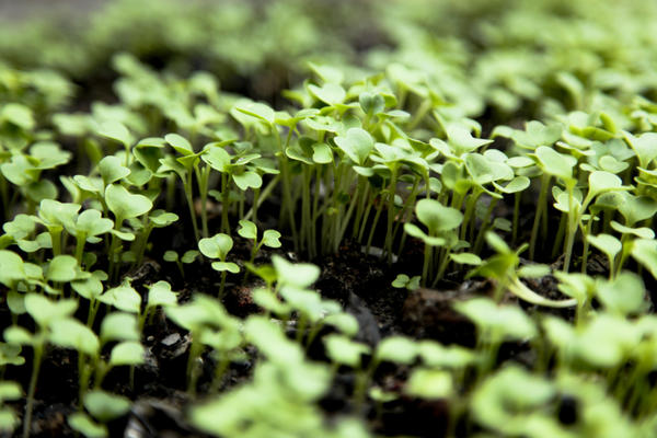 Chinese cabbage seedlings