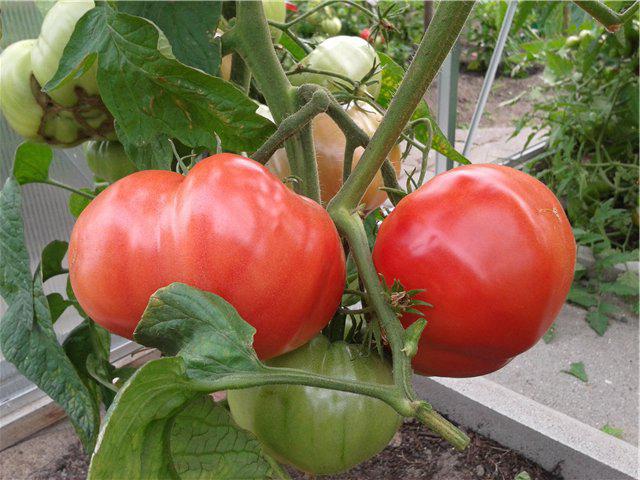 tomate elefante rosa en el jardín