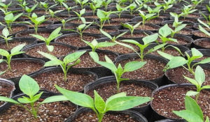 The better to feed pepper seedlings for growth at home